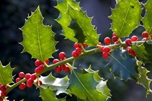 Holly or European Holly with berries