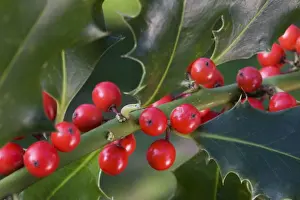 Holly or European Holly with berrys