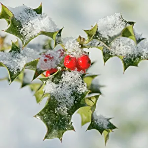 Frost Collection: Holly – with frosted berries 003114
