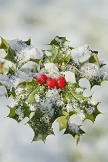 Holly – with frosted berries 003114