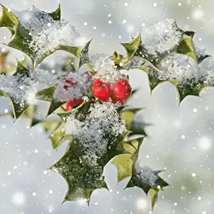 Bushes Prints: Holly - with frosted berries