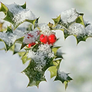 Holly - with frosted berries