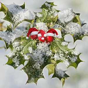 Holly - with frosted berries and Christmas hats