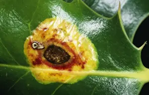 Grub Prints: Holly Leaf Miner Scar on Hooly leaf, UK Fam: Agromyzidae