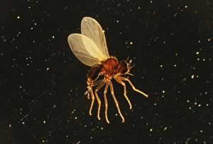 Images Dated 27th July 2004: Holly Leaf Miner x 5 magnification