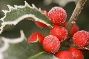 Images Dated 24th January 2007: Holly Rimed berries - In frost