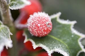 Images Dated 24th January 2007: Holly Rimed berries - In frost