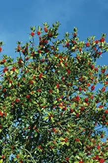 Holly Prints: Holly ROG 6619 with berries Ilex aquifocium © Bob Gibbons / ARDEA LONDON