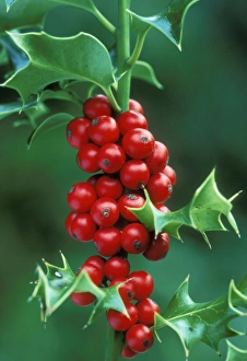 Images Dated 31st January 2011: Holly ROG 7140 & berries Ilex aquifloium © Bob Gibbons / ardea.com