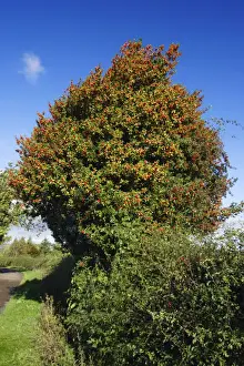 Roadside Prints: Holly - tree in hedge with ripened berries in atumn