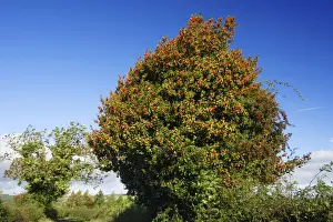 Berries Prints: Holly - tree in hedge with ripened berries in autumn