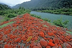 Hollyford River - with rocks with Red Algae