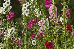 Images Dated 19th July 2012: Hollyhocks