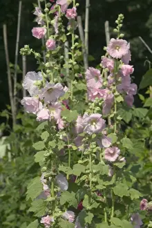 Hollyhock Prints: Hollyhocks - in garden