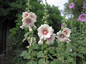 Images Dated 24th July 2005: Hollyhocks - In garden