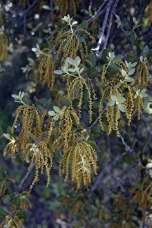 Images Dated 14th April 2007: Holm Oak - flowers and leaves, Alentejo, Portugal