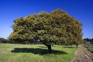Images Dated 17th April 2007: Holm Oak - single tree, Alentejo, Portugal
