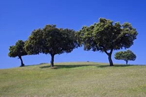 Images Dated 14th April 2007: Holm Oak - trees on meadow, Alentejo, Portugal