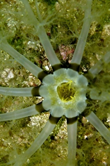 Echinoderms Gallery: Holothurian - the mouth of a sand dwelling holothurian