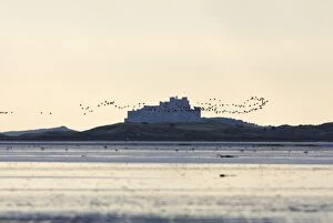Holy Island Wildfowl Reserve - at dawn, autumn