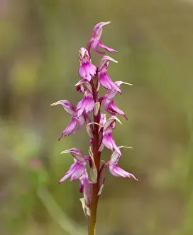 Middle East Prints: Holy Orchid - Southern Turkey - May