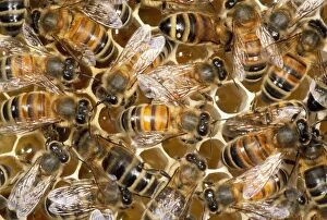 Images Dated 25th October 2010: Honay Bees - honey in cells - UK