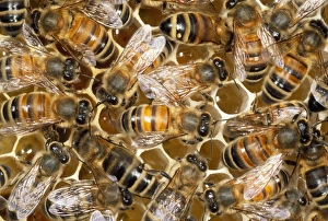 Images Dated 25th October 2010: Honay Bees - honey in cells - UK