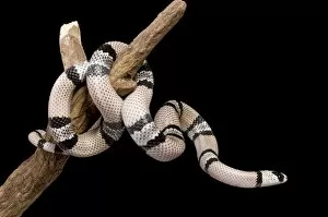 Images Dated 23rd April 2008: Honduran Milk Snake - Hypomelanistique mutation