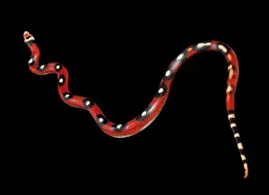 Honduran Milk Snake - “Motley” mutation - North and Central America - these snakes eat other snakes even venomous ones (ophiophagy) - some species of kingsnake have coloration