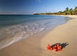 Honduras, Roatan, Tabyana Beach, Tropical