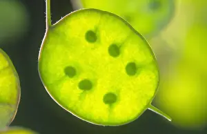 Pods Prints: Honesty Seed pods Norfolk UK