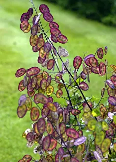 Pods Prints: Honesty seedpods have magical summer colour - July Frequently used for indoor decoration Seed pods of Lunaria annua