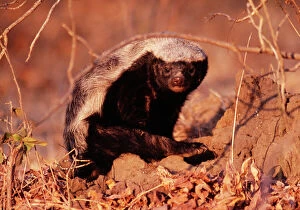 Images Dated 21st January 2005: Honey Badger / Ratel Luangwa National Park, Zimbabwe, Africa