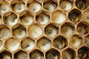 Interior Prints: Honey Bee Brood comb with well developed larvae