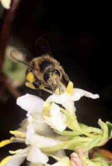 Images Dated 1st March 2006: Honey Bee - collecting pollen UK