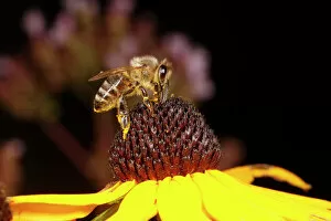 Drinking Gallery: Honey Bee - feeding on Rudbekia flower in garden