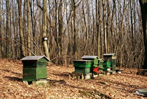 Agricultural Collection: Honey Bee Hives In forest in winter