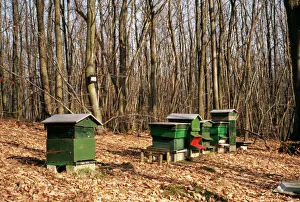 Agricultural Collection: Honey Bee Hives In forest in winter