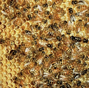 Images Dated 16th April 2007: Honey Bee - Queen & workers on comb