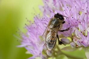 Honey Bee - Single bee feeding on nectar of Sedum spectabile
