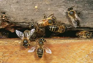 Beehives Prints: Honey Bee SPH 358 At hive entrance, UK. Apis mellifera © Steve Hopkin / ARDEA LONDON