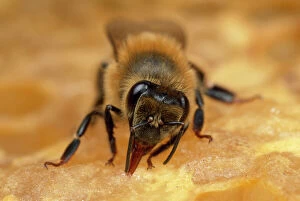 Honey Bee - tending honeycomb