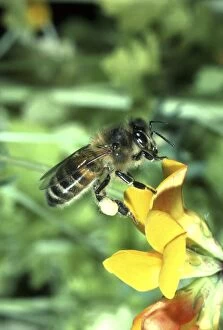 Images Dated 26th July 2004: Honey Bee On Trefoil
