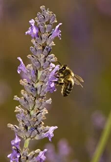Honey bee - visiting lavender flowers, in lavender field