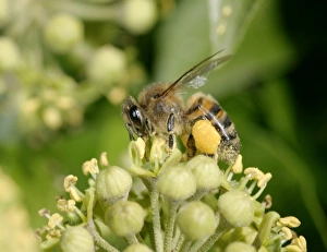 Images Dated 11th October 2004: Honey Bee Worker Feeding on ivy showing pollen sack Bedfordshire UK