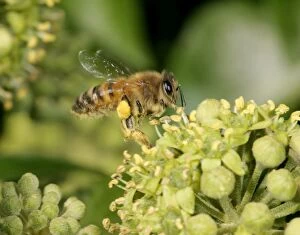 Images Dated 11th October 2004: Honey Bee worker Feeding on ivy showing pollen sack Bedfordshire UK