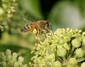 Images Dated 11th October 2004: Honey Bee worker Feeding on ivy showing pollen sack Bedfordshire UK