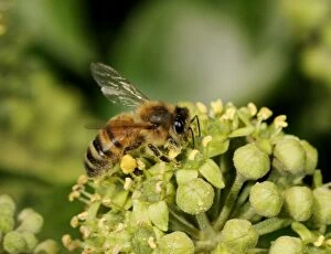 Images Dated 11th October 2004: Honey Bee Worker Feeding on ivy showing pollen sack Bedfordshire UK