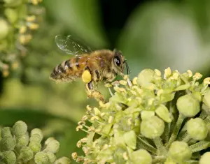 Working Prints: Honey Bee worker Feeding on ivy showing pollen sack Bedfordshire UK