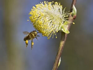Images Dated 15th March 2012: Honey Bee worker gathering pollen from Pussy Willow